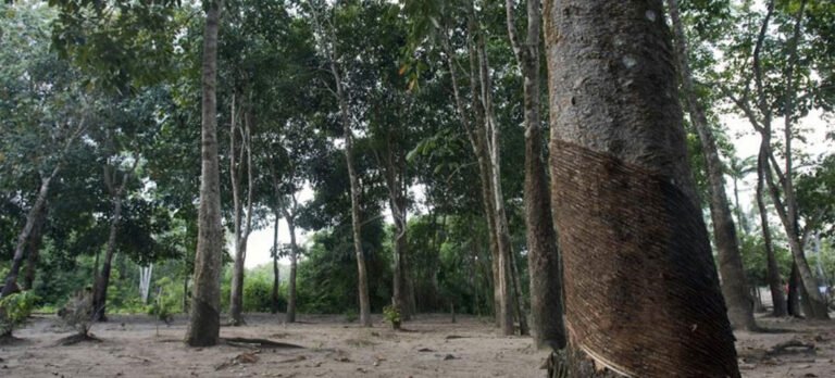 Árvores lembrarão os 200 mil mortos pela Covid-19 no Brasil