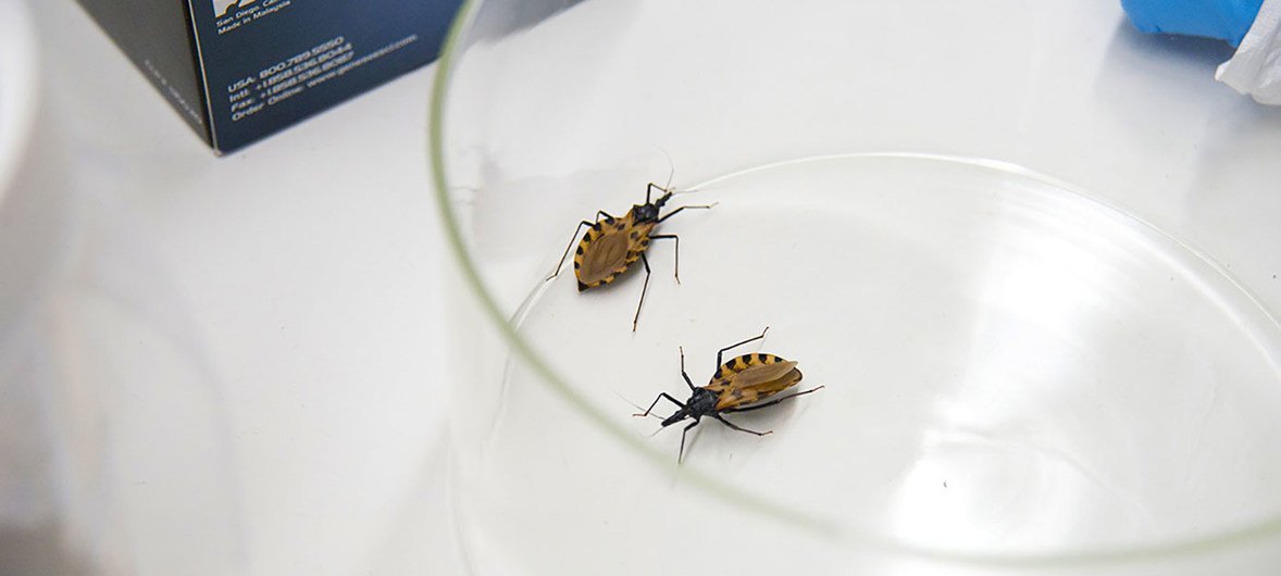 Esquecida mas mortal, doença de Chagas nem é estudada em muitas faculdades de medicina