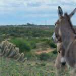Mudança climática pode fazer Caatinga perder a riqueza de sua biodiversidade até 2060