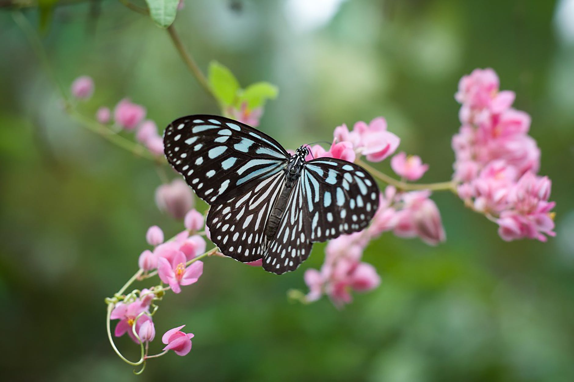 Insetos “engenheiros” criam abrigos em plantas hospedeiras e protegem a vida silvestre