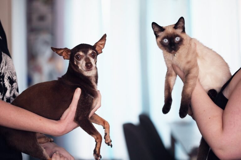 Sangue: cães e gatos também podem doar e salvar a vida de outros animais da mesma espécie