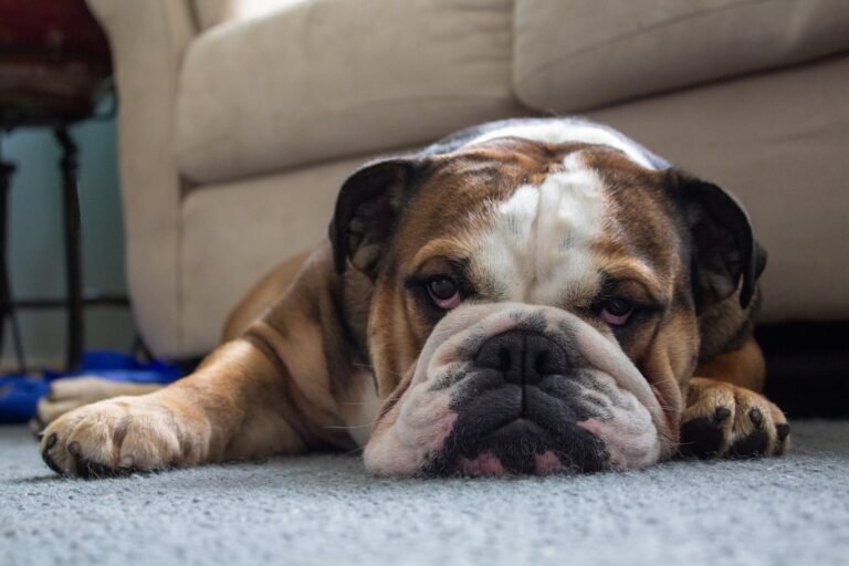 Bulldog inglês: estudo defende mudança urgente nas características físicas da raça
