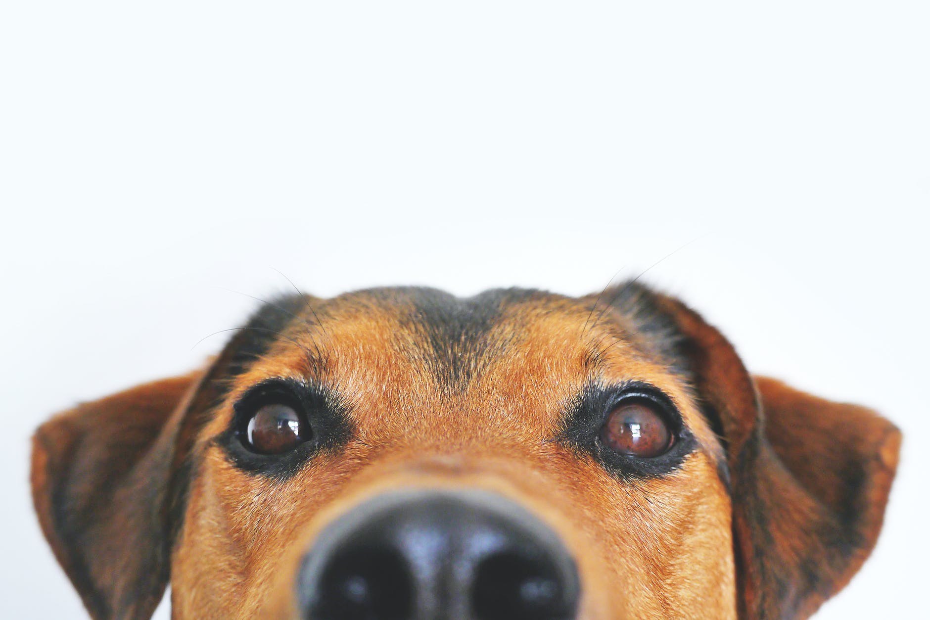 Descoberta veterinária: a doença piometra é transmissível e pode ter origem na boca de cães