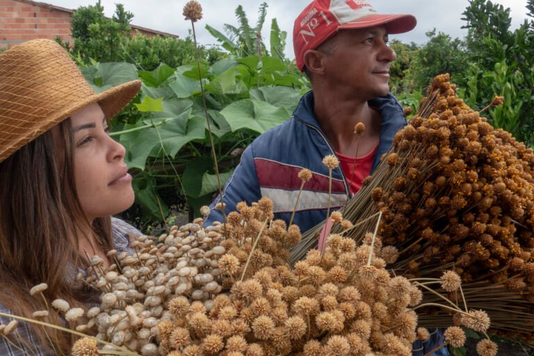 Documentário divulga e defende comunidades apanhadoras de flores sempre-vivas, patrimônio agrícola mundial