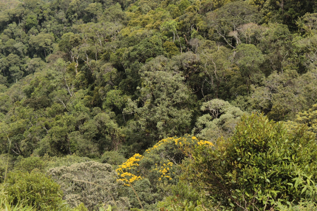 Convivência respeitosa entre humanos e floresta traz bons negócios e mantém a Amazônia de pé