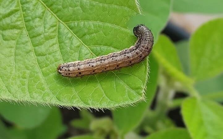 Live gratuita aborda combate à lagarta Spodoptera frugiperda em soja e algodão