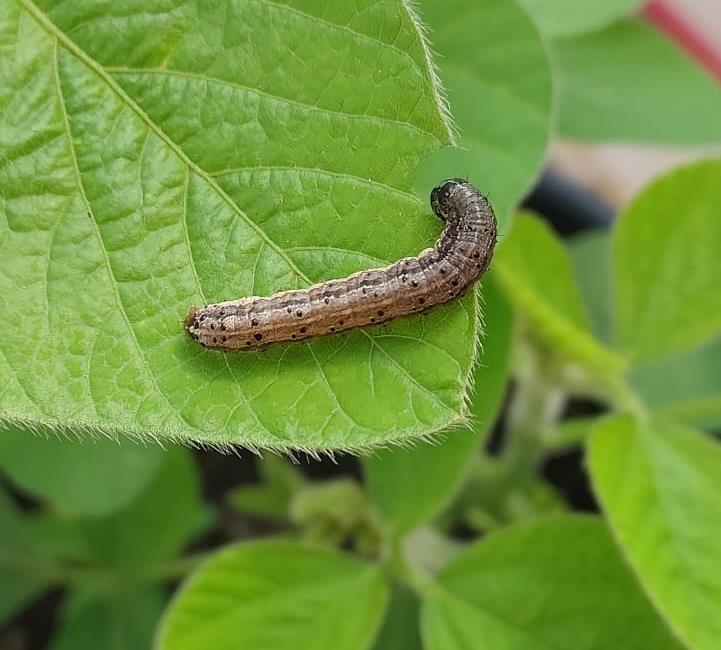 Live gratuita aborda combate à lagarta Spodoptera frugiperda em soja e algodão