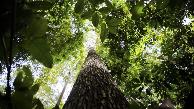 Países mais afetados pelas mudanças climáticas veem acordo da COP29 como uma ofensa