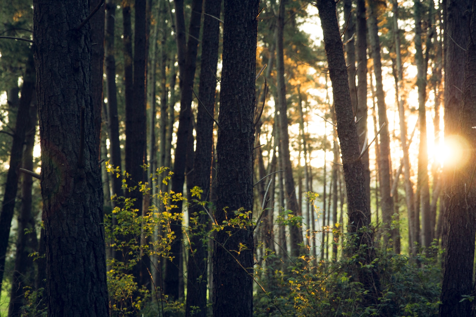 Quanto tempo ainda levaremos para entender a importância do meio ambiente?