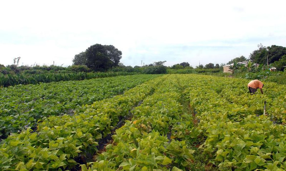 Agricultura familiar na Amazônia tem incentivo para a produção de alimentos