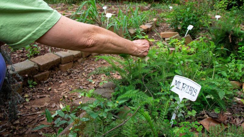 Fiocruz sugere maior participação popular no comitê de plantas medicinais