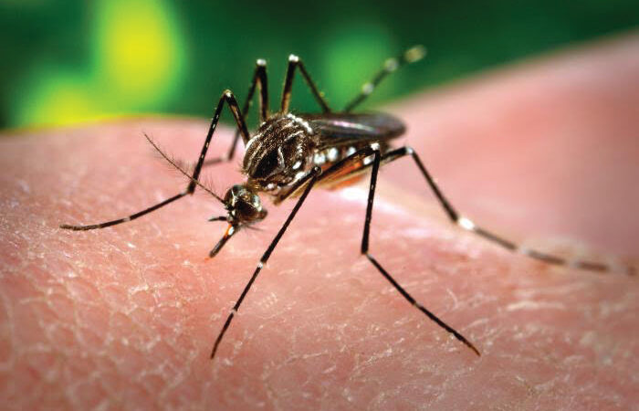 Dengue: fabricante dá importantes dicas de como usar os repelentes contra os mosquitos
