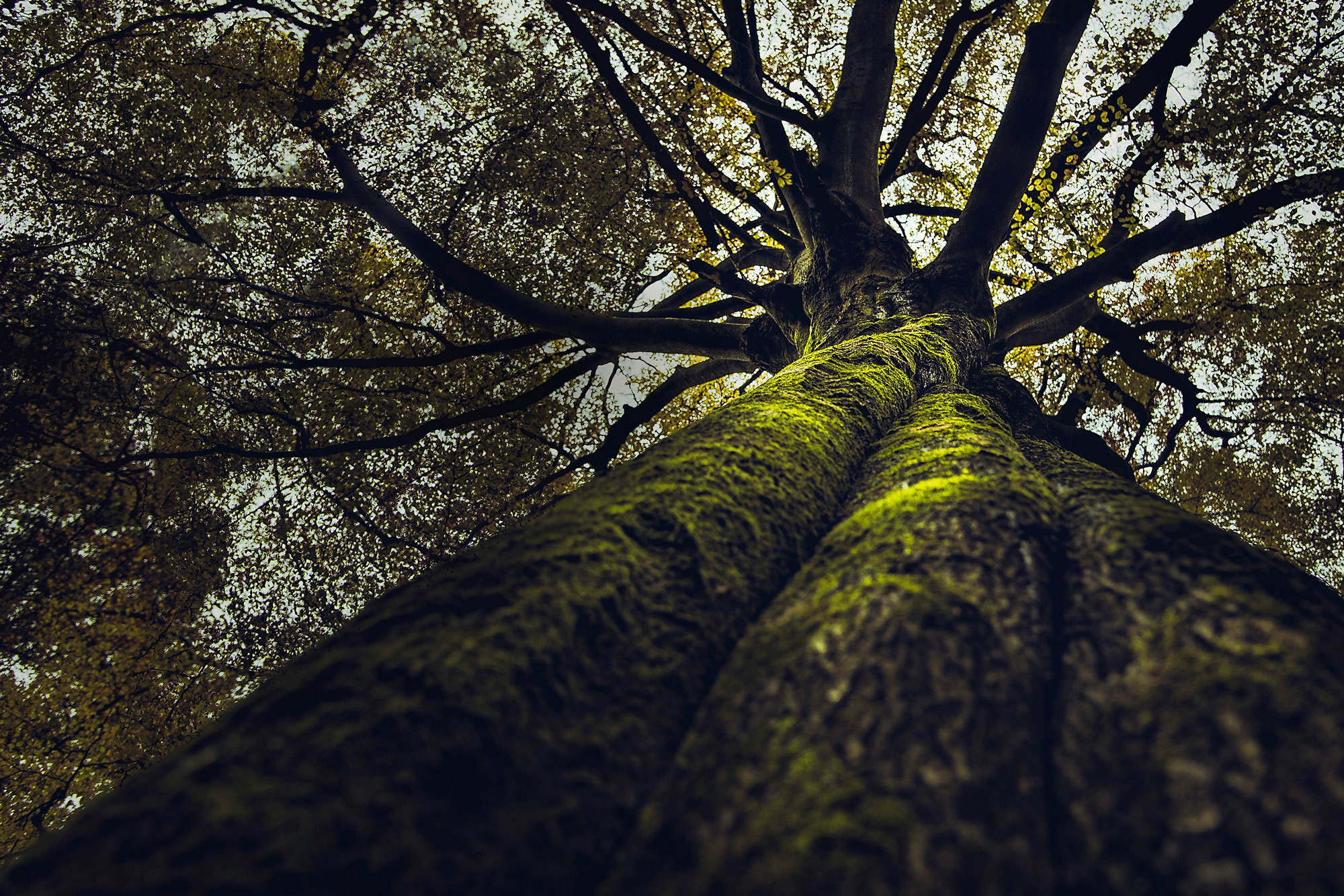 Yale realiza conferência sobre mudança climática e justiça ambiental na Amazônia