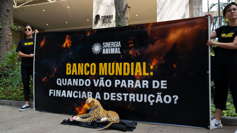 Ativistas pedem que Banco Mundial cancele empréstimo para expansão da pecuária