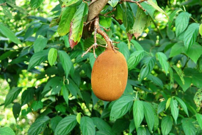 Estudo do cupuaçu traz esperança de manter plantações de cacau a salvo da vassoura-de-bruxa