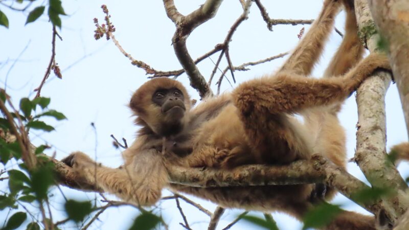 Pesquisadores tentam aumentar população dos muriquis, os jardineiros da floresta