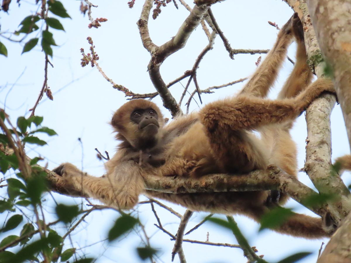 Pesquisadores tentam aumentar população dos muriquis, os jardineiros da floresta