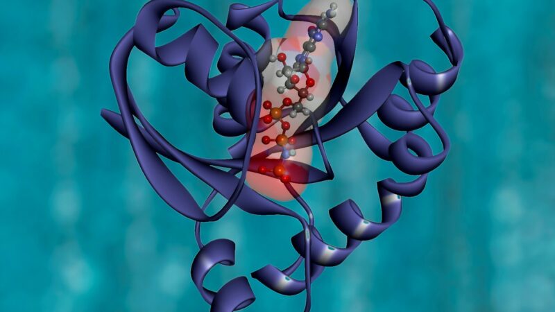 Estudos sobre proteína deram o Prêmio Nobel de Química a três pesquisadores em 2024