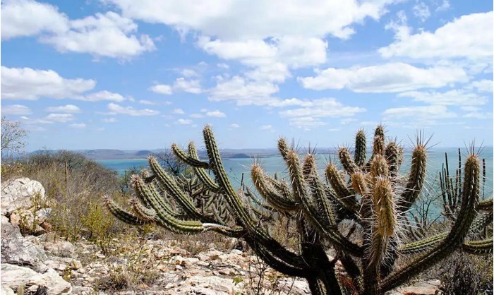 Abertas as inscrições para projetos de restauração ecológica de áreas da Caatinga brasileira