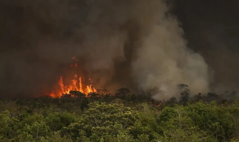 STF toma medidas contra fogo e saída de madeira e carvão da Amazônia e do Pantanal