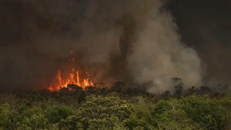 STF toma medidas contra fogo e saída de madeira e carvão da Amazônia e do Pantanal