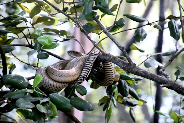 Estudo da UFS alerta: mudanças climáticas ampliam risco de acidentes com serpentes peçonhentas