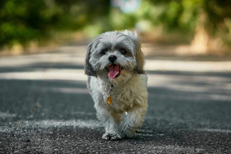 Tribunal condena concessionária a R$ 6 mil por sumiço de cachorra resgatada em rodovia