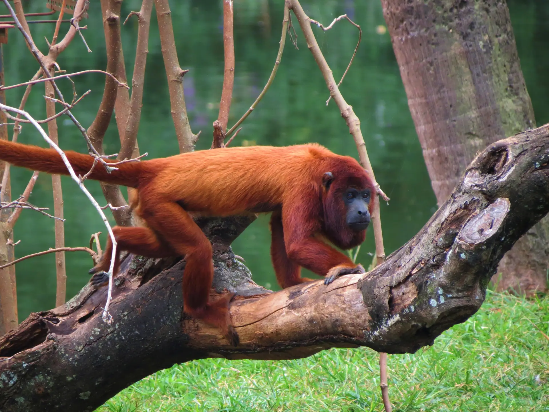 Fóssil de ancestral dos bugios indica primeira dieta baseada em folhas entre macacos sul-americanos