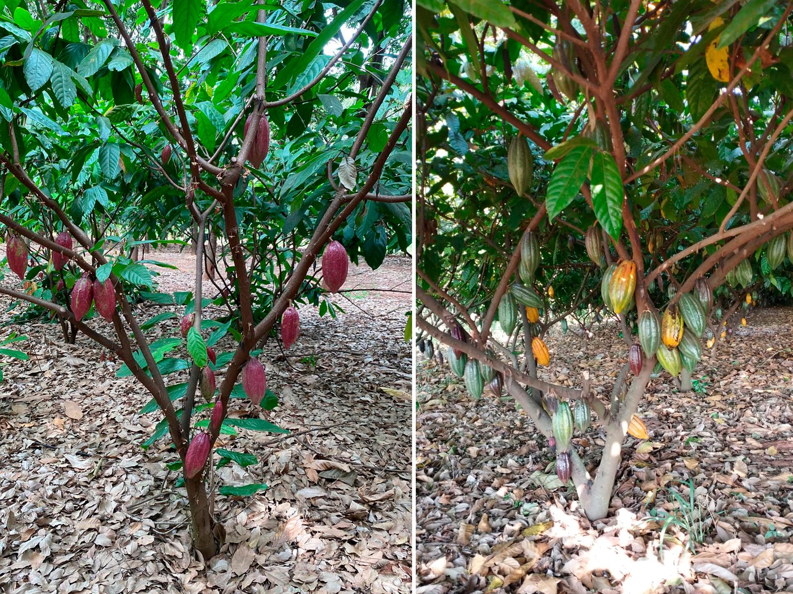 É preciso reprogramar o futuro do cacau brasileiro, alerta agrônomo