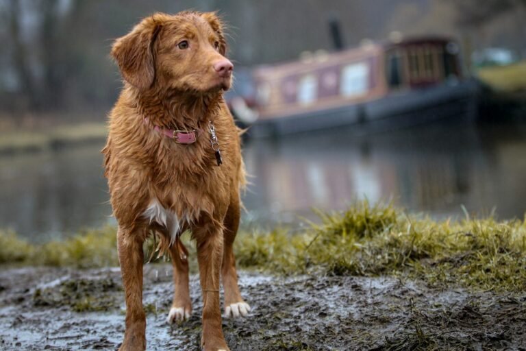 Resgate de animais: nova lei pode agravar saúde mental de quem já vive no limite e punir elo mais fraco, alertam psicóloga e protetoras