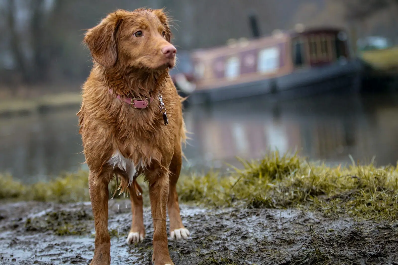 Resgate de animais: nova lei pode agravar saúde mental de quem já vive no limite e punir elo mais fraco, alertam psicóloga e protetoras