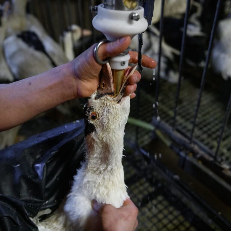 Fim da alimentação forçada de animais: Brasil dá passo decisivo contra o foie gras