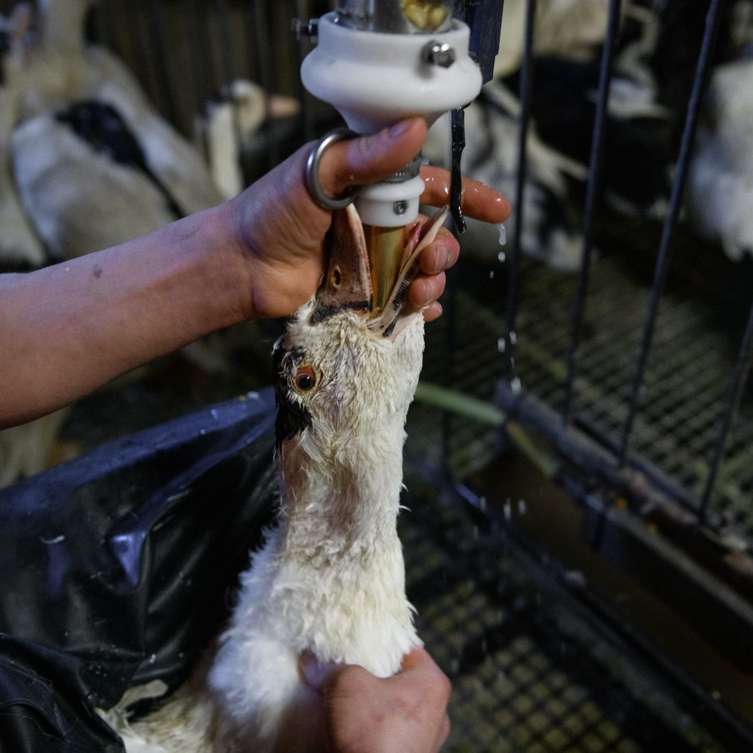 Fim da alimentação forçada de animais: Brasil dá passo decisivo contra o foie gras