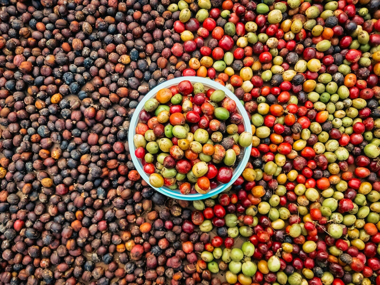 Estudo da União Europeia mapeia exposição do agro brasileiro e pode subsidiar novas exigências sobre importações