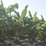 Enchentes: produtor rural do Vale do Ribeira não sabe quanto, em que condições nem quando vai receber crédito emergencial